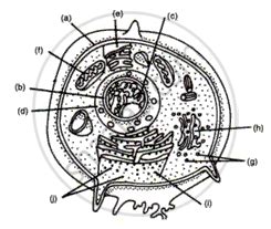 We did not find results for: Identify the Lettered Parts of the Typical Animal Cell ...