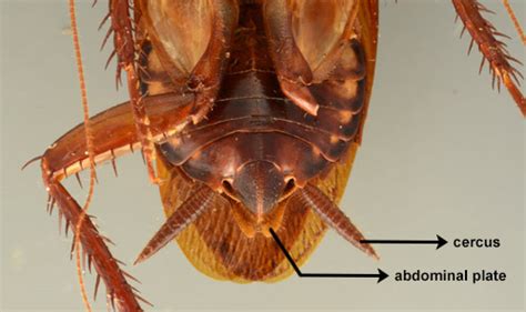 Sea Cockroaches In Australia