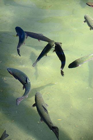 Datei:Leaburg Fish Hatchery (Lane County, Oregon scenic images ...