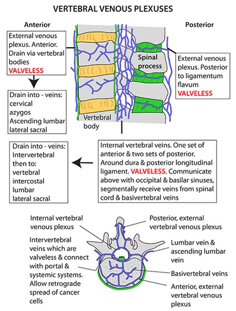 Instant Anatomy Head And Neck Vessels Veins Vertebral Venous Plexus