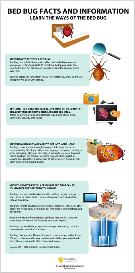 Bed Bug Facts And Information Infographic Bed Bug Facts Kill Bed