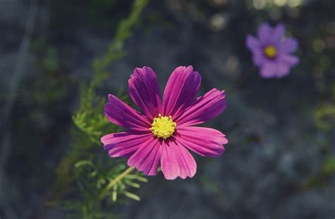 Cosmos Flower Meaning Find Out What This Plant Symbolizes