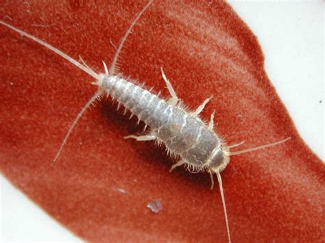Identifying And Controlling Clothes Moths Carpet Beetles Silverﬁsh