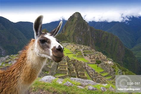 Llama Lama Glama Machu Picchu Stock Photo