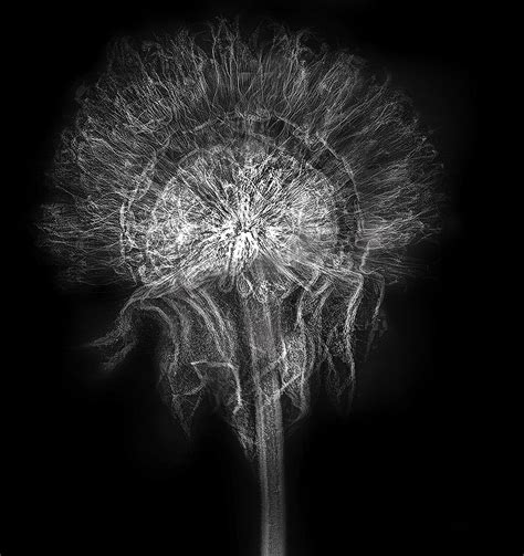 Echinacea Seed Pod X Ray Harold Davis