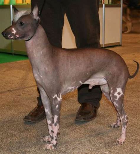 15 Strange And Unusual Dog Breeds