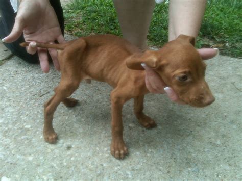 Ruby is a 5 month old vizsla/staffordshire mix who was saved at the very last minute from lancaster shelter. Show Me Vizsla Rescue
