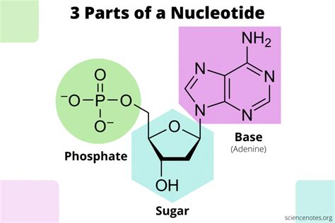 What Are The Three Parts Of A Nucleotide