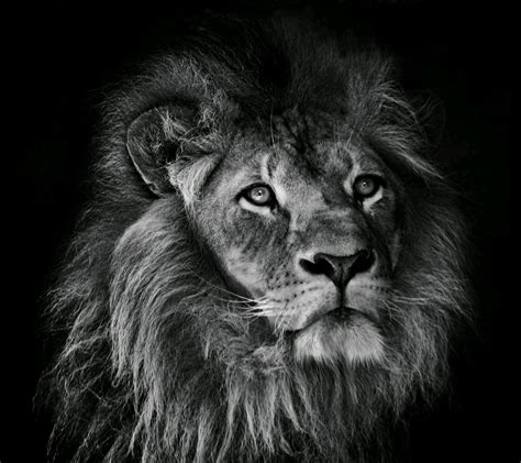 Fond d'écran : animaux, Monochrome, la photographie, Lion, nez, gros