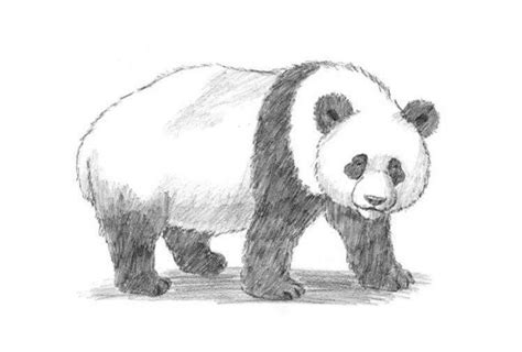 Панда детский рисунок карандашом 87 фото