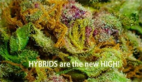 Top 10 Best Hybrid Strains 2022 The Only Strains You Need