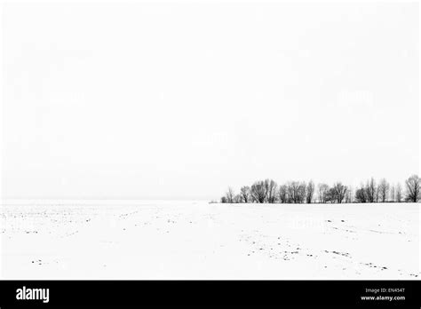 Winter Landscape Snowy Field With Trees On Horizon With Cloudy Grey