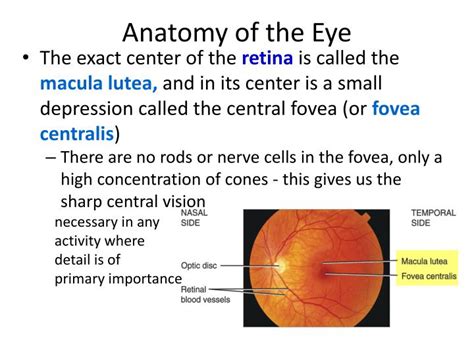Ppt Anatomy Of The Eye Powerpoint Presentation Id2276068