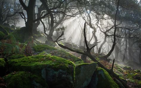 Forest Tree Landscape Nature Moss Fog Wallpapers Hd