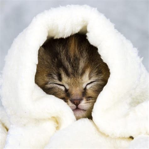 Best Home Remedies For Cat Colds Cat Cold Kittens Cutest Baby
