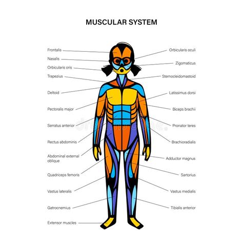 Muscular System Poster Stock Illustrations 438 Muscular System Poster