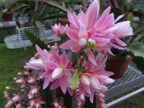 Be the first to review german empress epiphyllum orchid cactus cancel reply. My Epiphyllum Collection: Matured Version of German ...