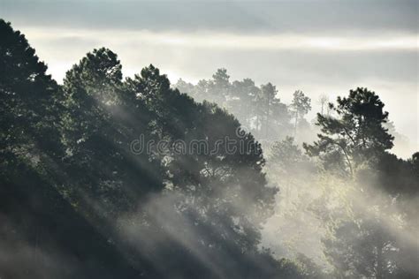 Misty Pine Forest On The Mountain Stock Image Image Of Environment