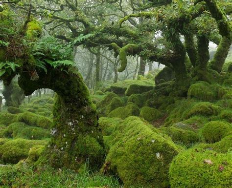 5 This Gorgeous Moss Covered Forest Is Our Fifth Favourite Picture