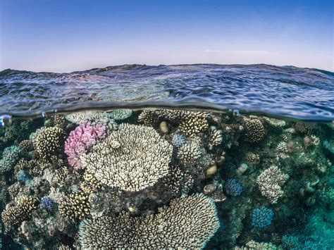 Global Coral Reef Survival Could Key Gene System Discovery Be