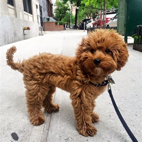 The goldendoodle is a cross between the purebred golden retriever and the standard poodle. Petit Jean Puppies - Goldendoodle Puppies For Sale ...