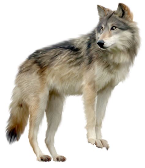 Wolf Png Images Png All Png All
