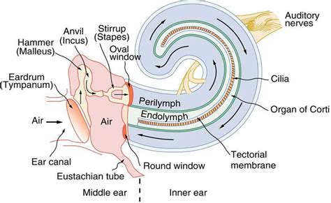 The Inner Ear Is Contains The Cochlea And The Auditory Nerve