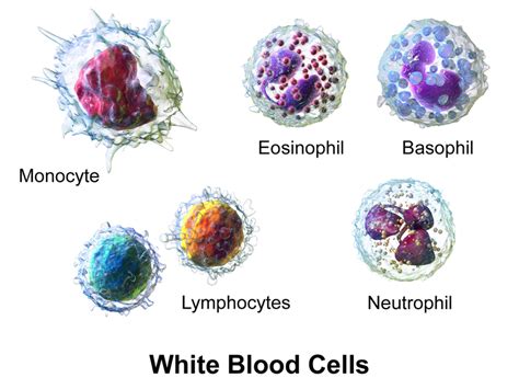 Leukocytes White Blood Cell Type Chart Lagerillustration Sexiz Pix