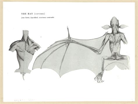 This site contains information about folded bat wing anatomy. Pin on references for drawing/writing
