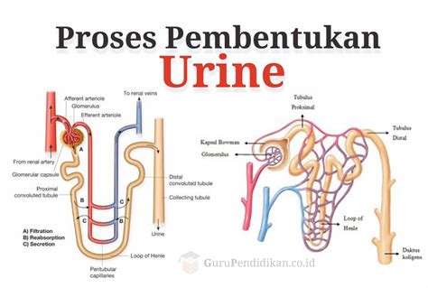 Pengertian Urine Proses Pembentukan Komposisi Dan Fungsi