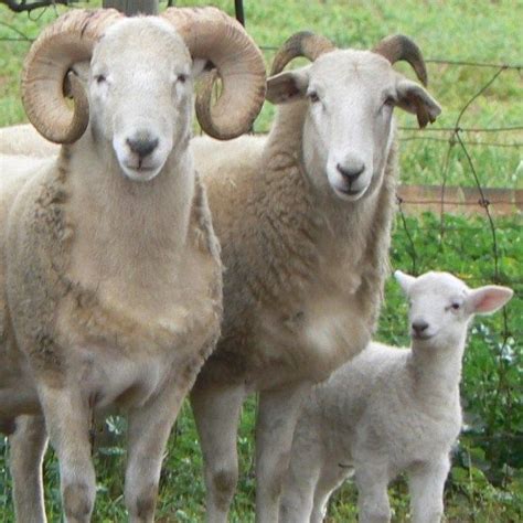 Wiltshire Horn Sheep Breeds Sheep Pig Sheep Farm