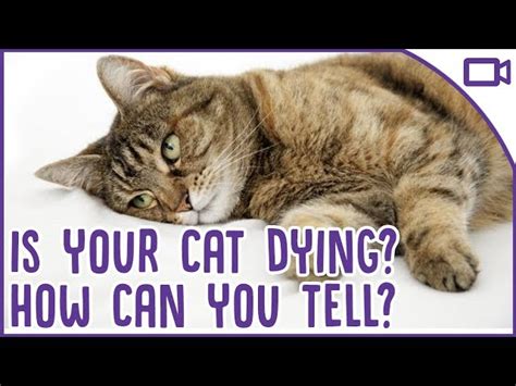 how do i know if my cat is dead cat lovster