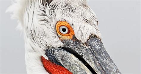 Pelicans Look Like Theyre Severely Hungover Imgur