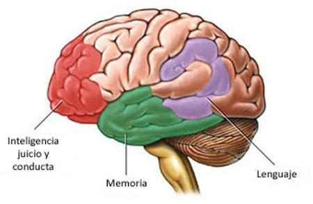 Primary progressive aphasia (ppa) is a type of neurological syndrome in which language capabilities slowly and progressively become impaired. Afasia Progressiva Primária - Sintomas e Exames | Cultura Mix