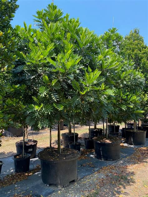 Japanese Fern Tree Filicium Decipiens For Sale Florida Treeworld