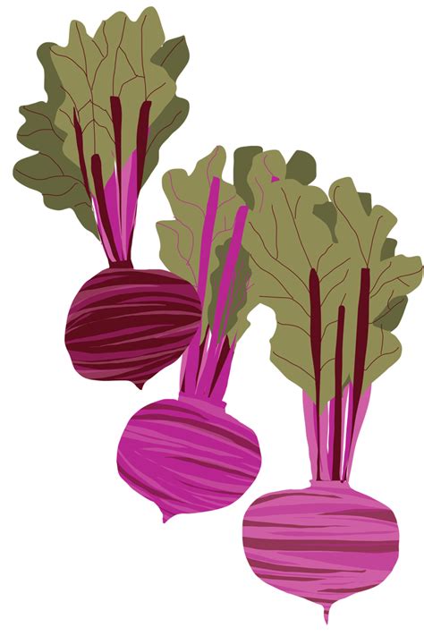 Sarah Watson Illustration: Beet it! | Vegetable illustration, Illustration, Plant illustration