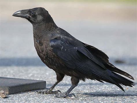 common raven profile facts size flight traits nest bird baron