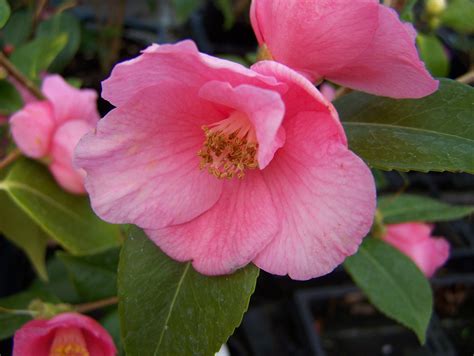 Buy Camellia Varieties By Mail Order