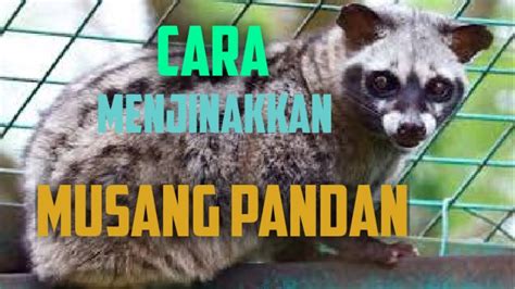 Musang adalah hewan mamalia yang sangatlah juga pintar memanjat lho. Cara menjinakkan musang pandan - YouTube