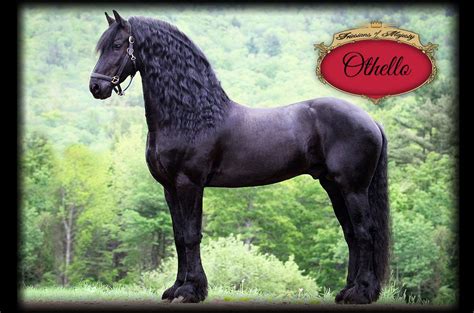 Friesian Horse For Sale Craigslist