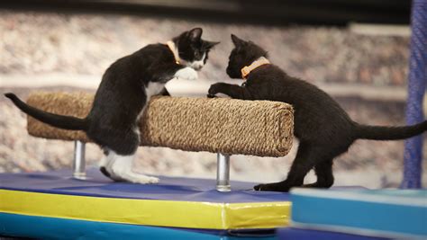 Kitten Summer Games The Photos You Need To See