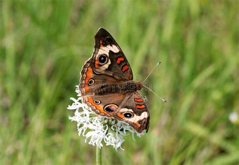 Common Buckeye Butterfly In Field Stock Image Image Of Field Resting