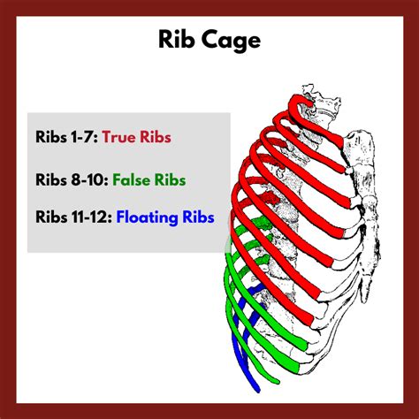 Anatomy Of Ribs In Back Sternum Ribs Clavicle Anterior View