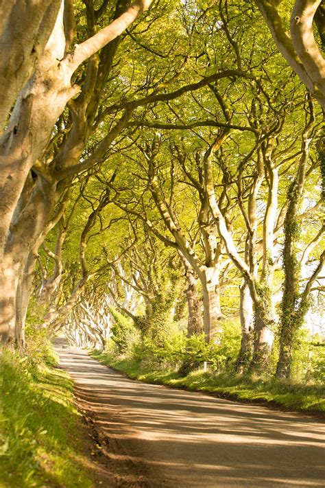 The Dark Hedges In Armoy County Antrim This Beautiful Avenue Of Beech