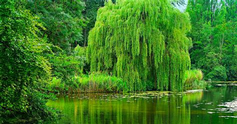 Willow Trees For Sale Plantingtree