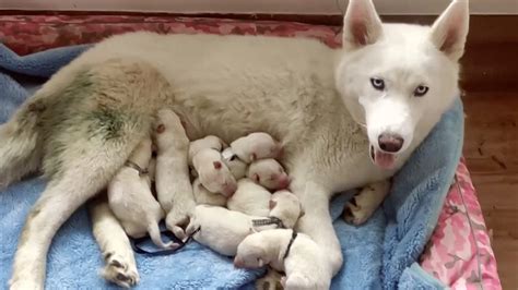 First Arctic Wolf Octuplets Artificially Bred In South China Region Cgtn