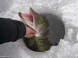 Photos of Pike Ice Fishing