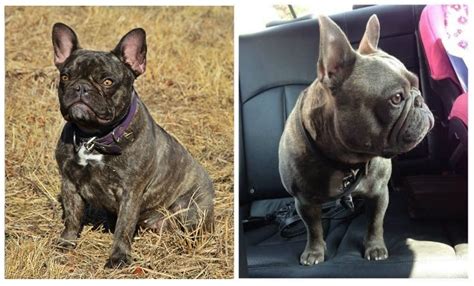 Find french bulldogs for sale on oodle classifieds. Mamba's Puppies - Our Chocolate Brindle French Bulldog Mom