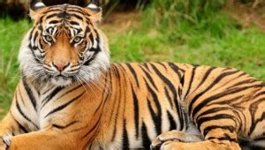 The Royal Bengal Tiger Has Unique Facts Which You Must Know