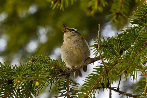 Singing Birds Onehope